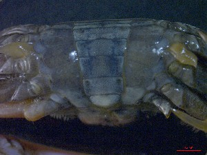  ( - CRDN12)  @11 [ ] Attribution by P. Govender (2021) J.Groeneveld Oceanographic Research Institute