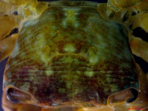 ( - CRDN122)  @11 [ ] Attribution by P. Govender (2021) J.Groeneveld Oceanographic Research Institute