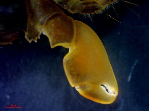  ( - CRDN122)  @11 [ ] Attribution by P. Govender (2021) J.Groeneveld Oceanographic Research Institute