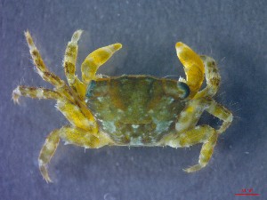  ( - CRDN126)  @11 [ ] Attribution by P. Govender (2021) J.Groeneveld Oceanographic Research Institute