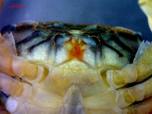  ( - CRDN126)  @11 [ ] Attribution by P. Govender (2021) J.Groeneveld Oceanographic Research Institute