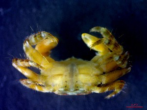  ( - CRDN126)  @11 [ ] Attribution by P. Govender (2021) J.Groeneveld Oceanographic Research Institute