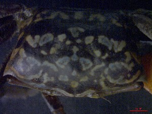  ( - CRDN13)  @11 [ ] Attribution by P. Govender (2021) J.Groeneveld Oceanographic Research Institute