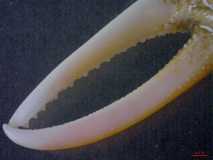  ( - CRDN13)  @11 [ ] Attribution by P. Govender (2021) J.Groeneveld Oceanographic Research Institute