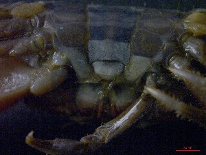  ( - CRDN13)  @11 [ ] Attribution by P. Govender (2021) J.Groeneveld Oceanographic Research Institute