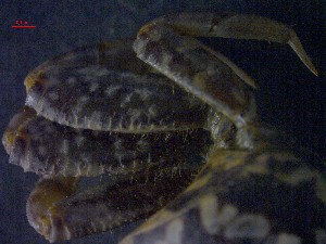  ( - CRDN13)  @11 [ ] Attribution by P. Govender (2021) J.Groeneveld Oceanographic Research Institute