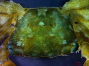  ( - CRDN130)  @11 [ ] Attribution by P. Govender (2021) J.Groeneveld Oceanographic Research Institute