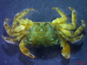  ( - CRDN130)  @11 [ ] Attribution by P. Govender (2021) J.Groeneveld Oceanographic Research Institute