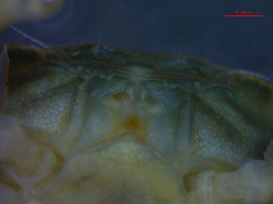  ( - CRDN130)  @11 [ ] Attribution by P. Govender (2021) J.Groeneveld Oceanographic Research Institute