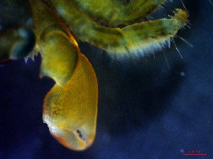  ( - CRDN130)  @11 [ ] Attribution by P. Govender (2021) J.Groeneveld Oceanographic Research Institute