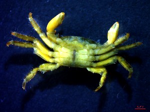  ( - CRDN130)  @11 [ ] Attribution by P. Govender (2021) J.Groeneveld Oceanographic Research Institute