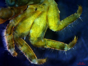  ( - CRDN130)  @11 [ ] Attribution by P. Govender (2021) J.Groeneveld Oceanographic Research Institute