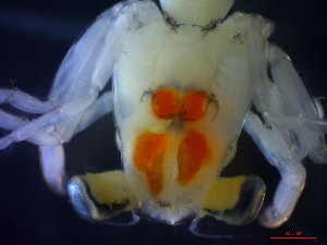  ( - CRDN133)  @11 [ ] Attribution by P. Govender (2021) J.Groeneveld Oceanographic Research Institute
