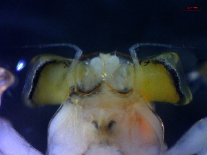  ( - CRDN133)  @11 [ ] Attribution by P. Govender (2021) J.Groeneveld Oceanographic Research Institute