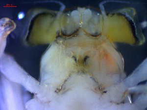  ( - CRDN133)  @11 [ ] Attribution by P. Govender (2021) J.Groeneveld Oceanographic Research Institute