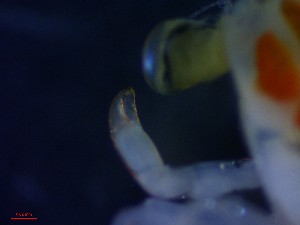  ( - CRDN133)  @11 [ ] Attribution by P. Govender (2021) J.Groeneveld Oceanographic Research Institute
