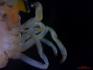  ( - CRDN133)  @11 [ ] Attribution by P. Govender (2021) J.Groeneveld Oceanographic Research Institute