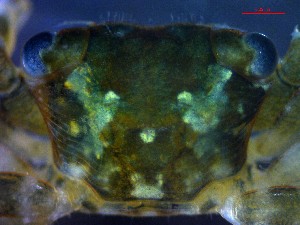  ( - CRDN135)  @11 [ ] Attribution by P. Govender (2021) J.Groeneveld Oceanographic Research Institute