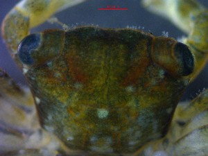  ( - CRDN136)  @11 [ ] Attribution by P. Govender (2021) J.Groeneveld Oceanographic Research Institute