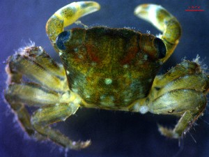  ( - CRDN136)  @11 [ ] Attribution by P. Govender (2021) J.Groeneveld Oceanographic Research Institute
