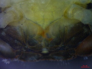  ( - CRDN136)  @11 [ ] Attribution by P. Govender (2021) J.Groeneveld Oceanographic Research Institute