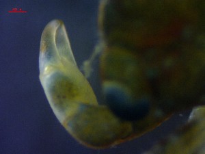 ( - CRDN136)  @11 [ ] Attribution by P. Govender (2021) J.Groeneveld Oceanographic Research Institute