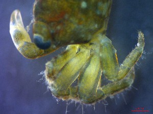  ( - CRDN136)  @11 [ ] Attribution by P. Govender (2021) J.Groeneveld Oceanographic Research Institute