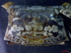  ( - CRDN14)  @11 [ ] Attribution by P. Govender (2021) J.Groeneveld Oceanographic Research Institute