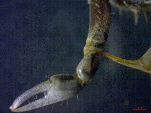  ( - CRDN14)  @11 [ ] Attribution by P. Govender (2021) J.Groeneveld Oceanographic Research Institute