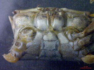  ( - CRDN14)  @11 [ ] Attribution by P. Govender (2021) J.Groeneveld Oceanographic Research Institute