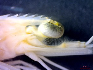 ( - CRDN146)  @11 [ ] Attribution by P. Govender (2021) J.Groeneveld Oceanographic Research Institute
