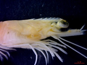  ( - CRDN146)  @11 [ ] Attribution by P. Govender (2021) J.Groeneveld Oceanographic Research Institute