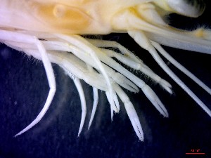  ( - CRDN146)  @11 [ ] Attribution by P. Govender (2021) J.Groeneveld Oceanographic Research Institute