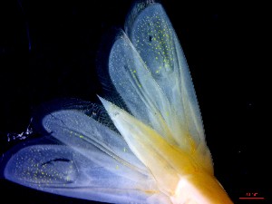  ( - CRDN146)  @11 [ ] Attribution by P. Govender (2021) J.Groeneveld Oceanographic Research Institute