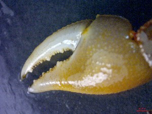  ( - CRDN15)  @11 [ ] Attribution by P. Govender (2021) J.Groeneveld Oceanographic Research Institute