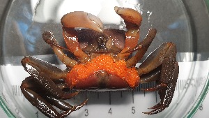  ( - CRDN15)  @11 [ ] Attribution by P. Govender (2021) J.Groeneveld Oceanographic Research Institute
