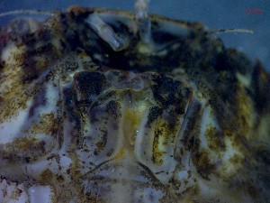  ( - CRDN150)  @11 [ ] Attribution by P. Govender (2021) J.Groeneveld Oceanographic Research Institute