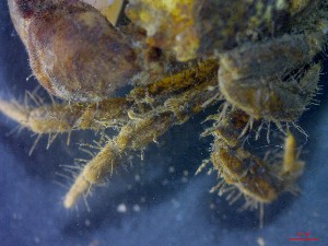  ( - CRDN150)  @11 [ ] Attribution by P. Govender (2021) J.Groeneveld Oceanographic Research Institute