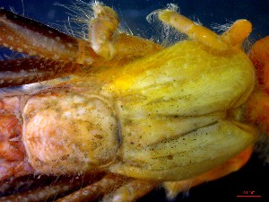  ( - CRDN163)  @11 [ ] Attribution by P. Govender (2021) J.Groeneveld Oceanographic Research Institute