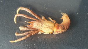  ( - CRDN163)  @11 [ ] Attribution by P. Govender (2021) J.Groeneveld Oceanographic Research Institute