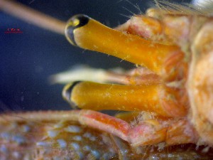  ( - CRDN163)  @11 [ ] Attribution by P. Govender (2021) J.Groeneveld Oceanographic Research Institute