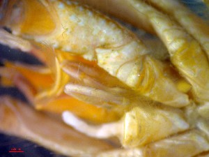  ( - CRDN163)  @11 [ ] Attribution by P. Govender (2021) J.Groeneveld Oceanographic Research Institute