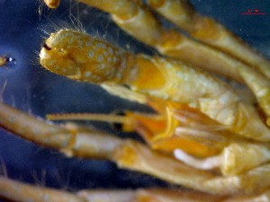  ( - CRDN163)  @11 [ ] Attribution by P. Govender (2021) J.Groeneveld Oceanographic Research Institute