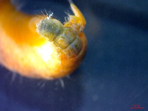  ( - CRDN163)  @11 [ ] Attribution by P. Govender (2021) J.Groeneveld Oceanographic Research Institute