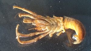  ( - CRDN163)  @11 [ ] Attribution by P. Govender (2021) J.Groeneveld Oceanographic Research Institute