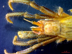  ( - CRDN163)  @11 [ ] Attribution by P. Govender (2021) J.Groeneveld Oceanographic Research Institute