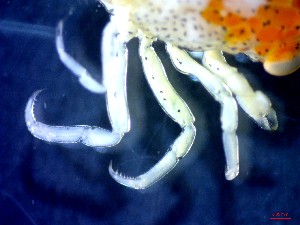  ( - CRDN168)  @11 [ ] Attribution by P. Govender (2021) J.Groeneveld Oceanographic Research Institute