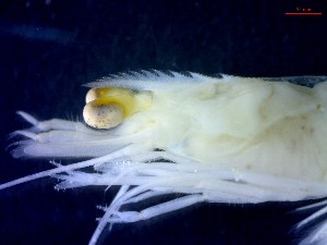  ( - CRDN184)  @11 [ ] Attribution by P. Govender (2021) J.Groeneveld Oceanographic Research Institute