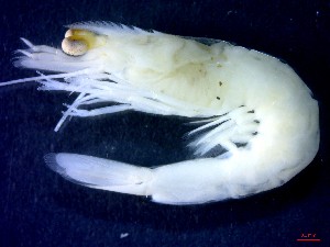  ( - CRDN184)  @11 [ ] Attribution by P. Govender (2021) J.Groeneveld Oceanographic Research Institute