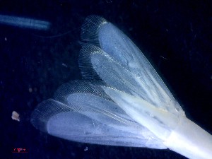  ( - CRDN184)  @11 [ ] Attribution by P. Govender (2021) J.Groeneveld Oceanographic Research Institute